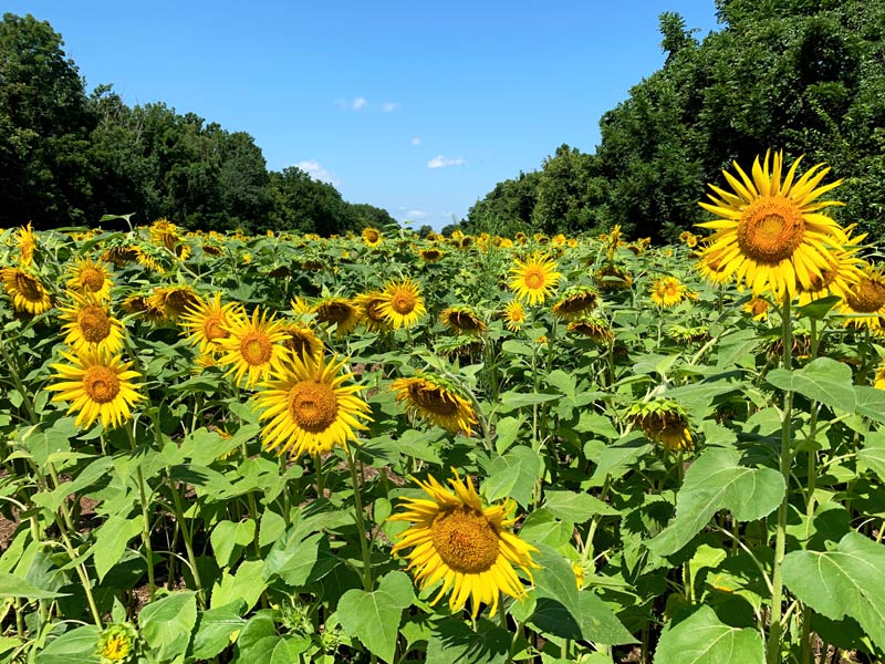 McKee-Beshers Sunflower Fields​